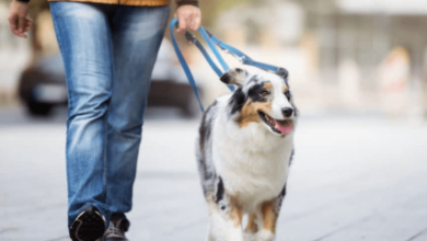 Dog Walking Services for Active and Healthy Pets