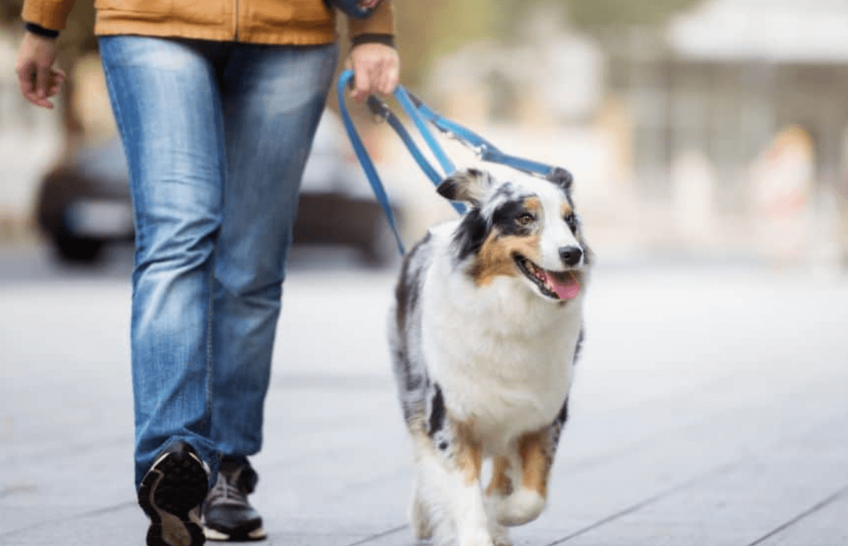 Dog Walking Services for Active and Healthy Pets