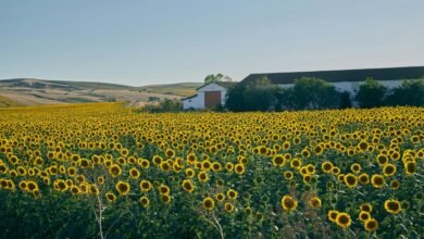 growth strategy for numbers