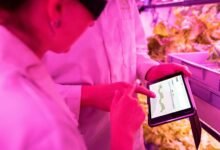 maximize your digital growth